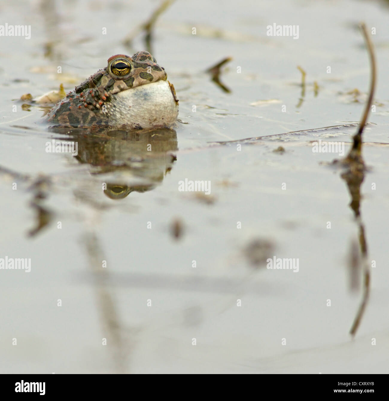 Europäische grüne Kröte (Bufo Viridis), Bulgarien, Europa Stockfoto