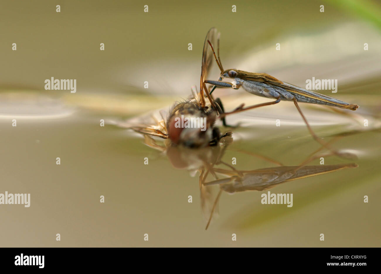 Gemeinsamen Teich Skater oder gemeinsamen Wasser Strider (Gerris Lacustris), Nord-Bulgarien, Bulgarien, Europa Stockfoto