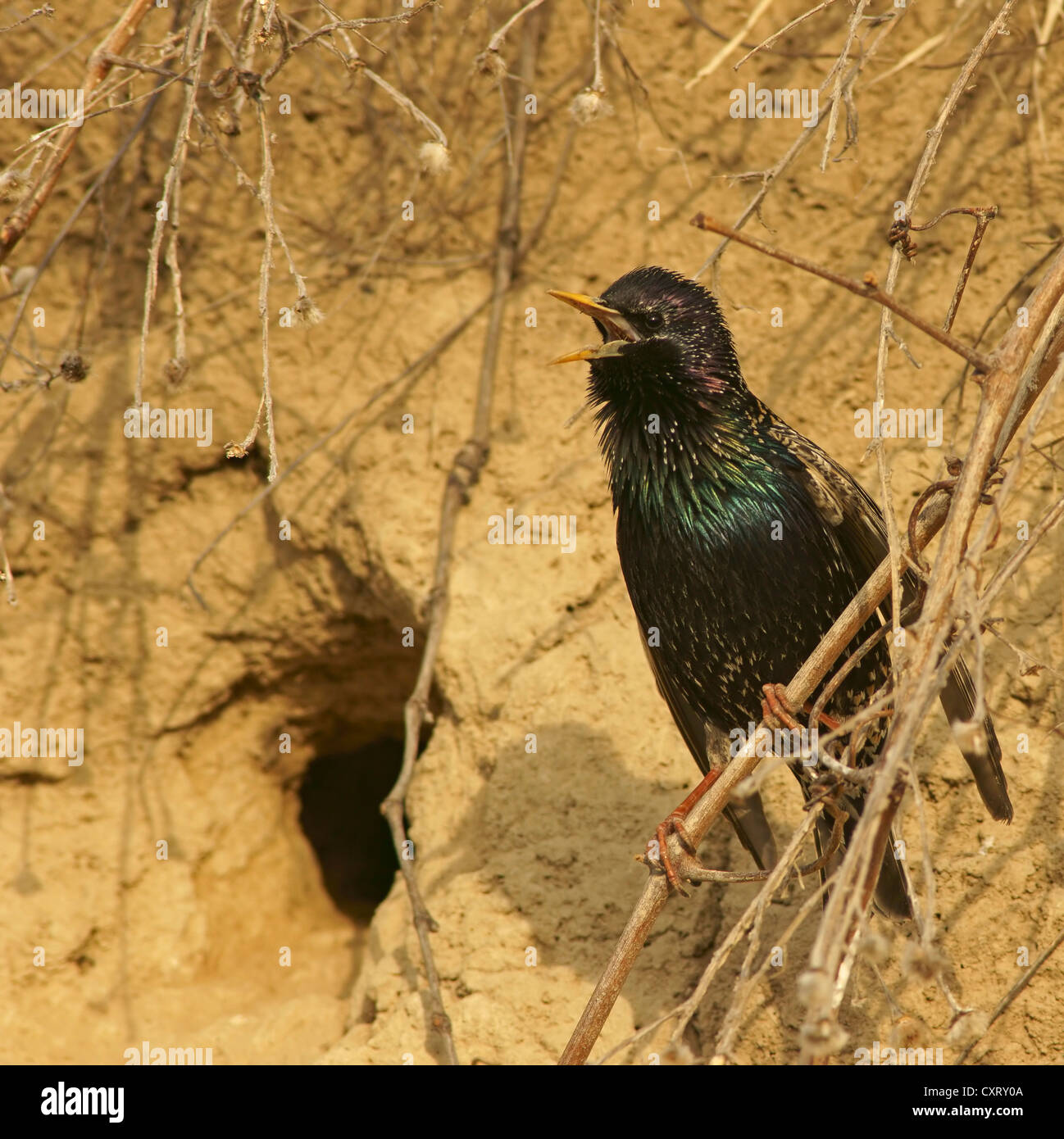 Gemeinsamen Star (Sturnus Vulgaris) sitzen an nistenden Loch, nördlichen Bulgarien, Bulgarien, Europa Stockfoto