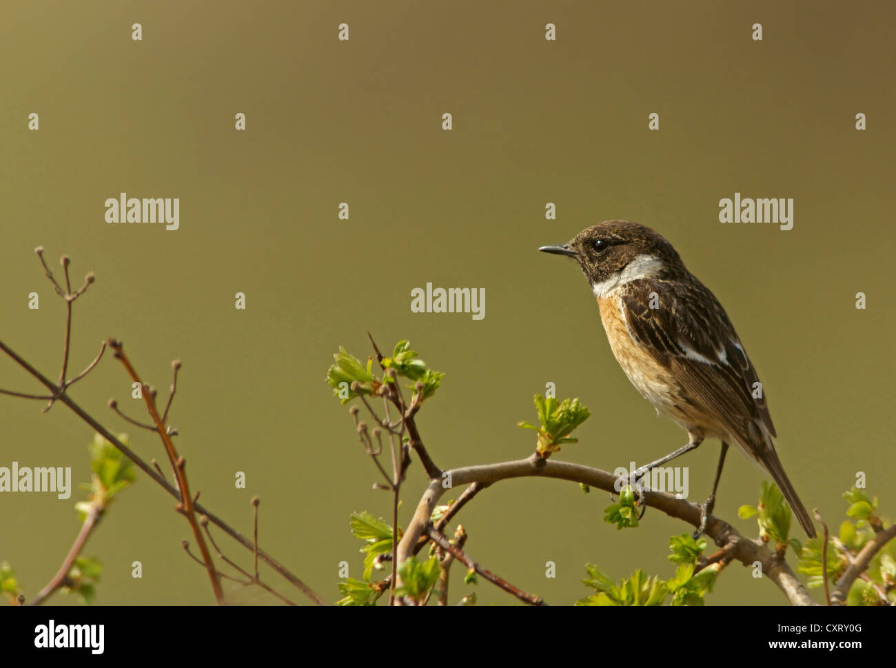 Afrikanische Schwarzkehlchen (Saxicola Torquata), Bulgaria, Bulgarien, Nordeuropa Stockfoto