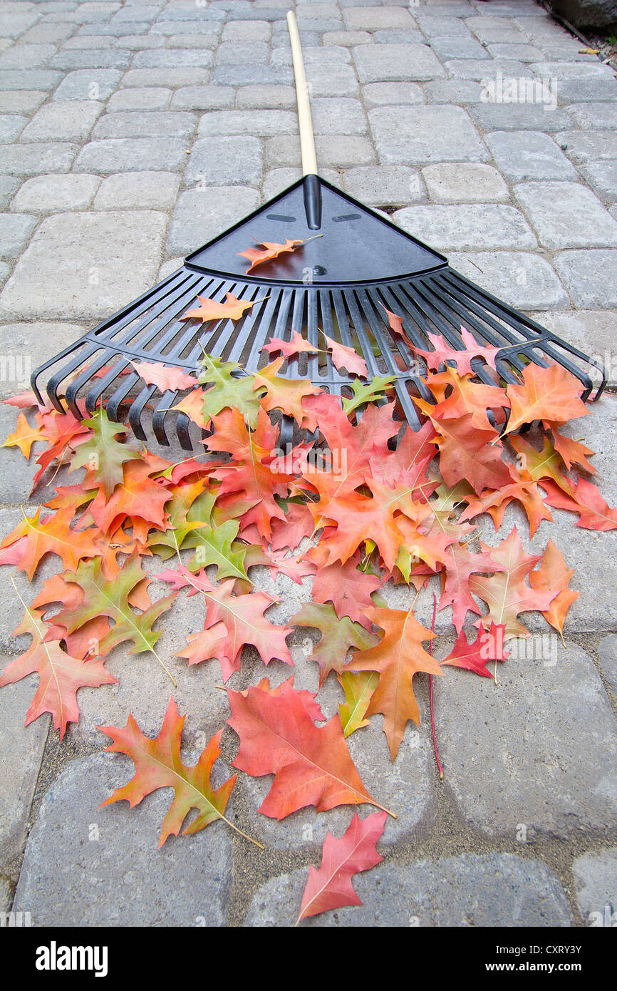 Garten Rake Handauflegen Hinterhof Terrasse mit bunten Eiche Blätter im Herbst Stockfoto