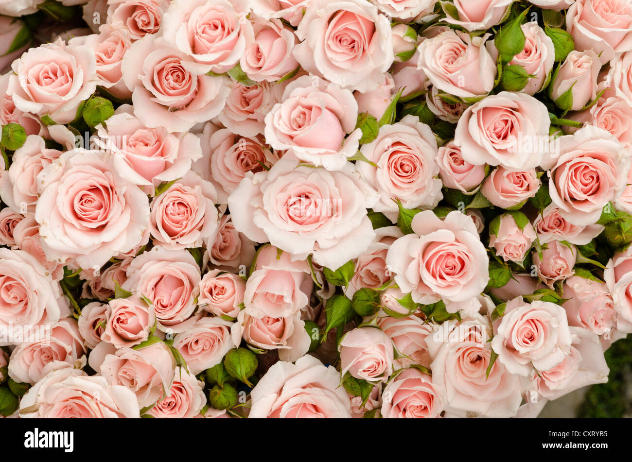 Strauß Rosen, rosa, auf dem Wochenmarkt in Freiburg Im Breisgau, Baden-Württemberg, Deutschland, Europa Stockfoto