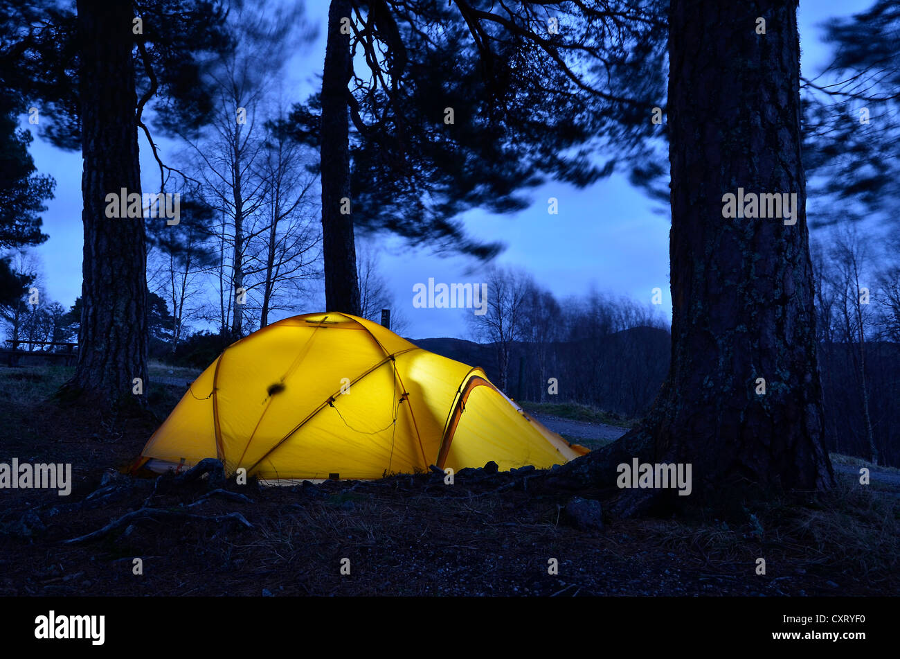 Leuchtende gelbe Expedition Zelt, trekking Zelt eingerichtet unter großen  Bäumen, Caledonian Pines, Abend-Stimmung, Glen Affric Stockfotografie -  Alamy