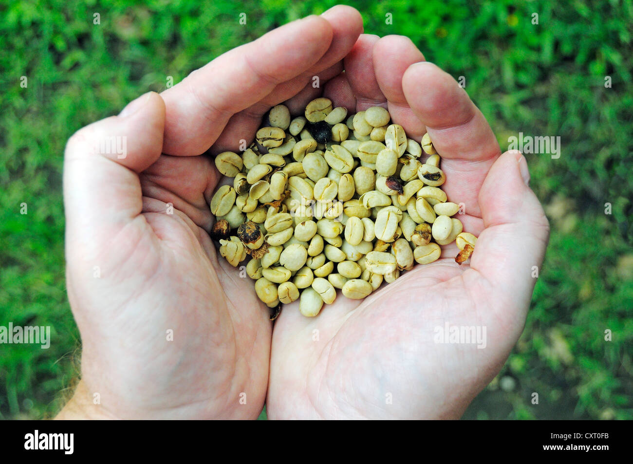 Hände halten frisch getrocknete Kaffeebohnen (Coffea), Hacienda Combia, historische Kaffee Finca in der kolumbianischen Kaffee-Anbau Stockfoto Hände halten frisch getrocknete Kaffeebohnen (Coffea), Hacienda Combia, historische Kaffee Finca in der kolumbianischen Kaffee-Anbau Stockfoto