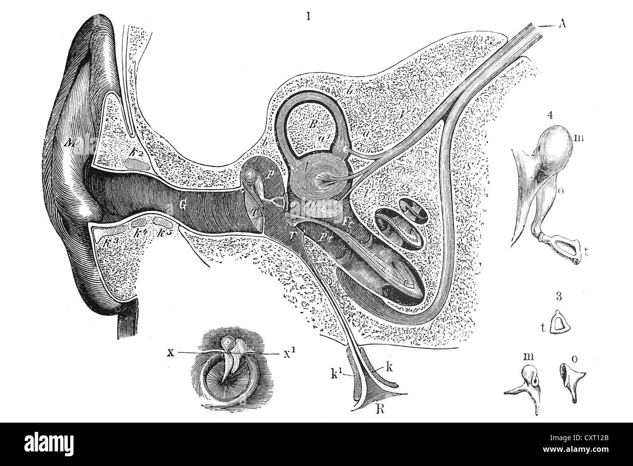 Menschliche Ohr, anatomische Abbildung Stockfoto