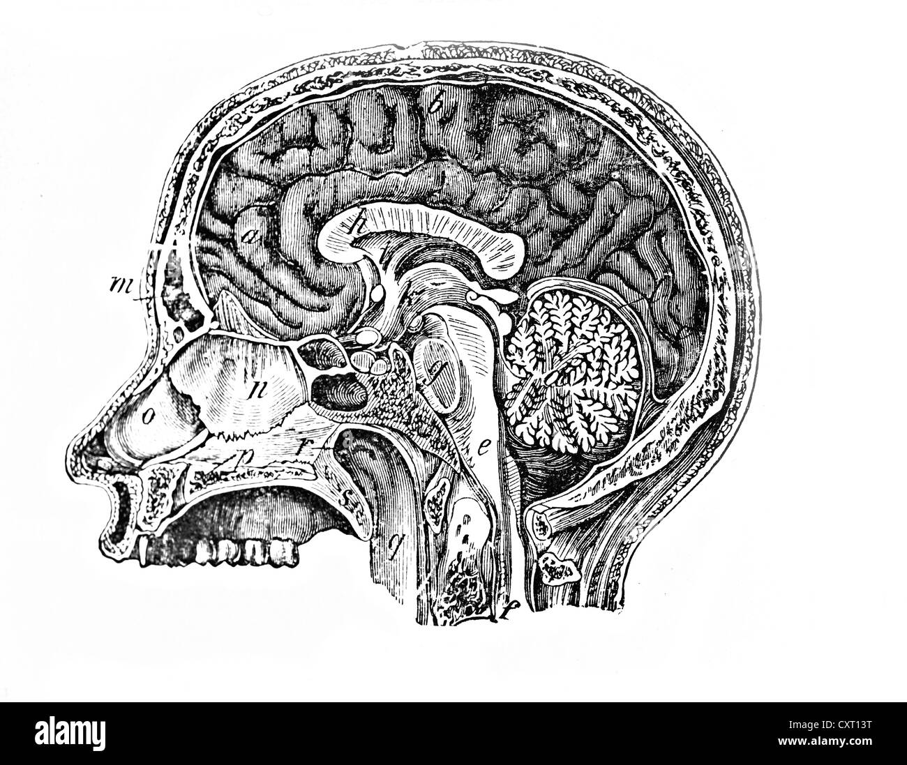 Längsschnitt eines menschlichen Kopfes, anatomische Abbildung Stockfoto