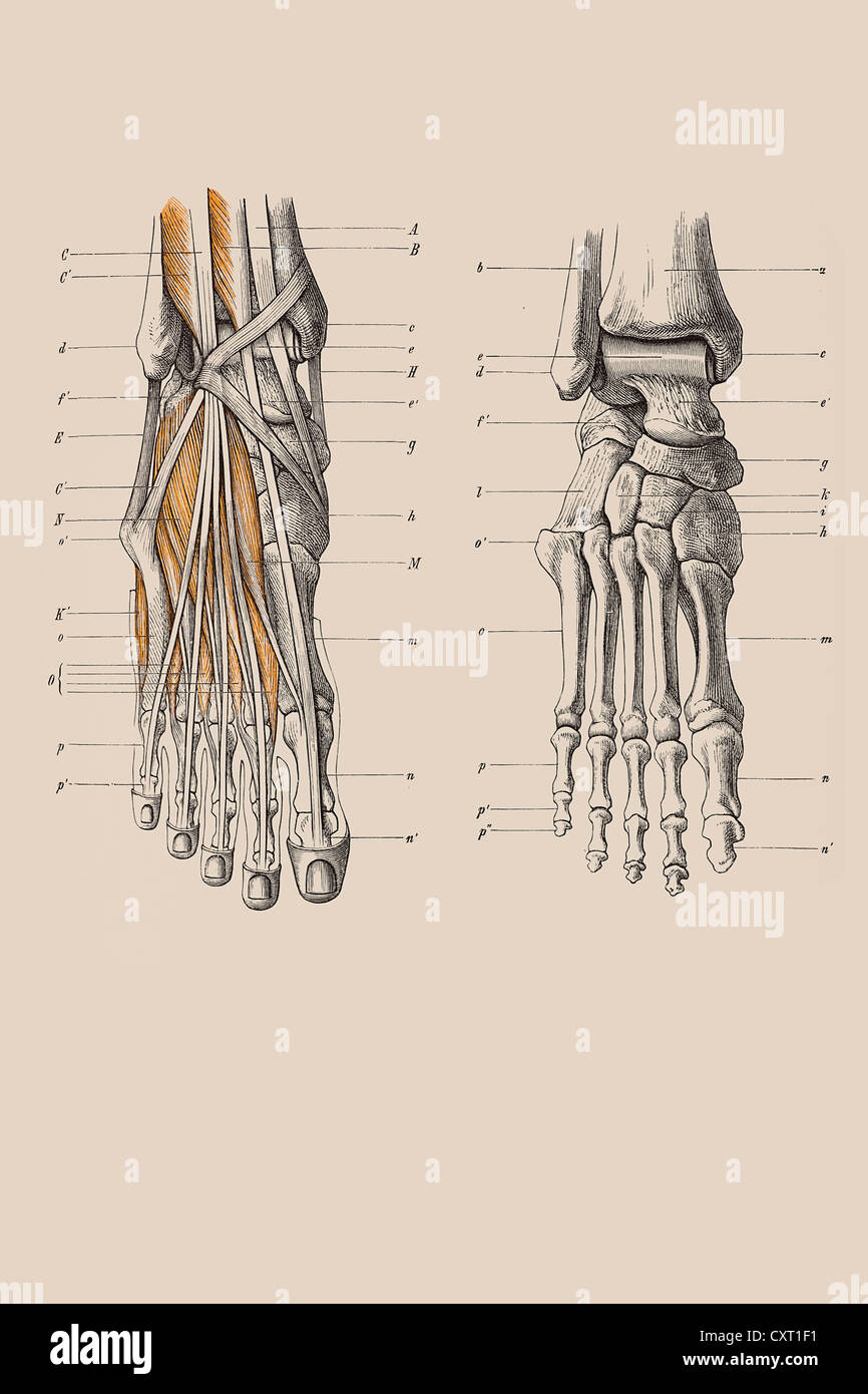 Skelett eines menschlichen Fußes, anatomische Abbildung Stockfoto