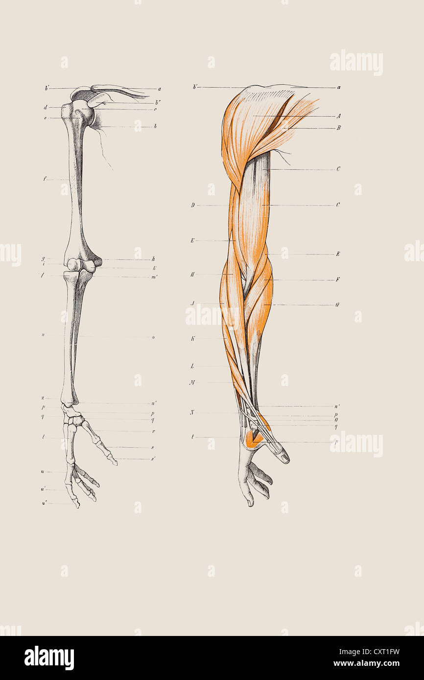 Skelett eines menschlichen Arms, anatomische Abbildung Stockfoto