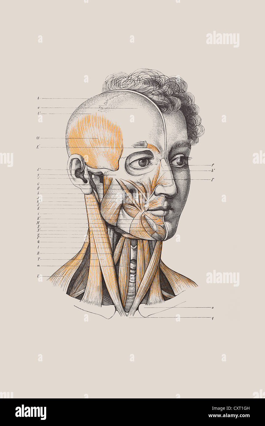 Totenkopf mit Muskelstruktur, anatomische Abbildung Stockfoto