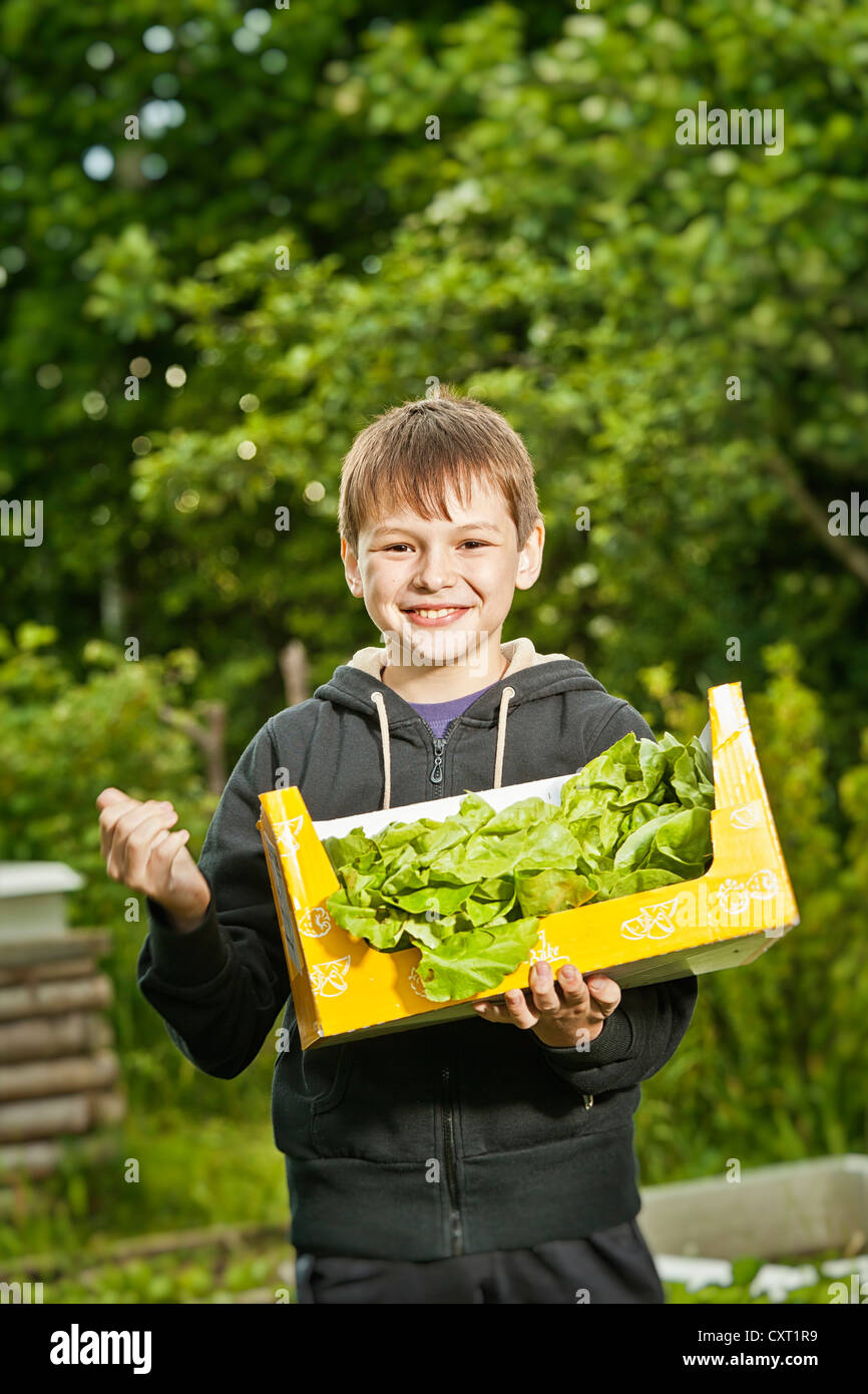 Jungen tragen eine Kiste mit der Ernte von Salat Stockfoto