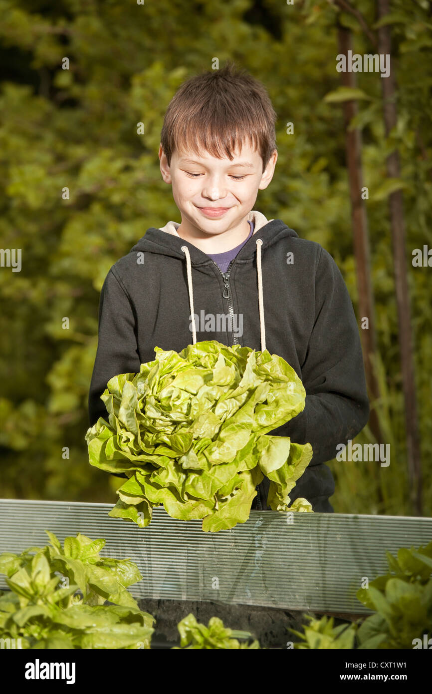 Junge hält einen Salatkopf Stockfoto