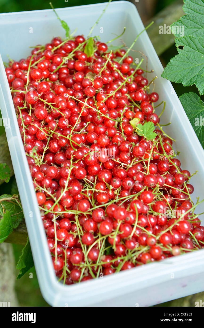 Frisch geerntete rote Johannisbeere (Ribes Rubrum) Stockfoto