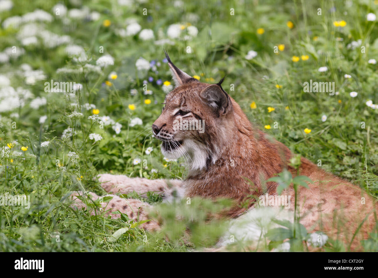 Eurasischer Luchs oder nördlichen Luchs (Lynx Lynx), Cumberland Wildpark Grünau, Region Salzkammergut, Oberösterreich, Österreich Stockfoto