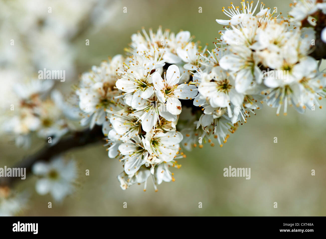 Blackthorn oder Schlehe (Prunus Spinosa), Blüten, Augsburg, Schwaben, Bayern, Deutschland, Europa Stockfoto