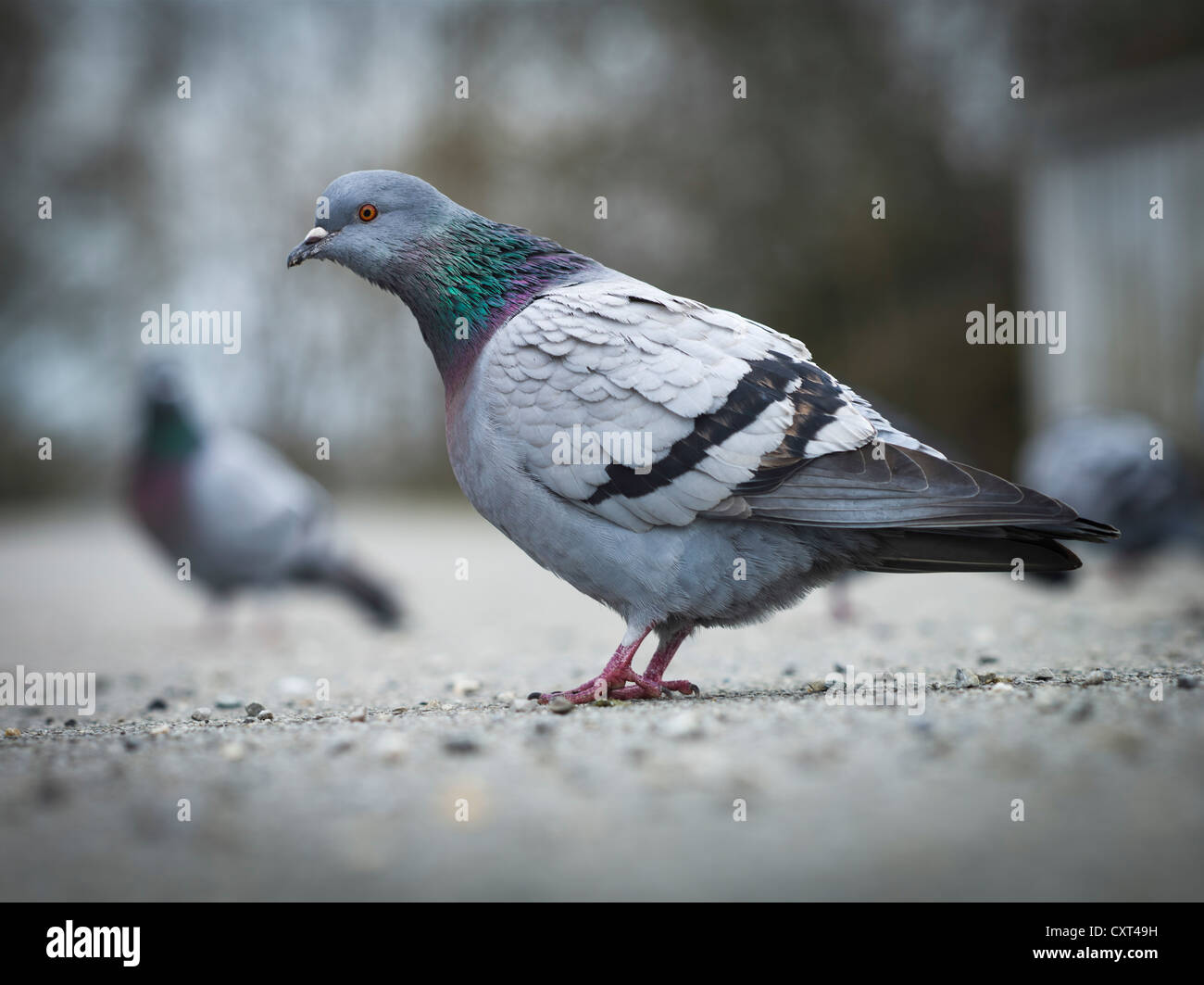 Wilde Taube (Columba Livia Forma Domestica), Hochablass, Augsburg, Schwaben, Bayern, Deutschland, Europa Stockfoto