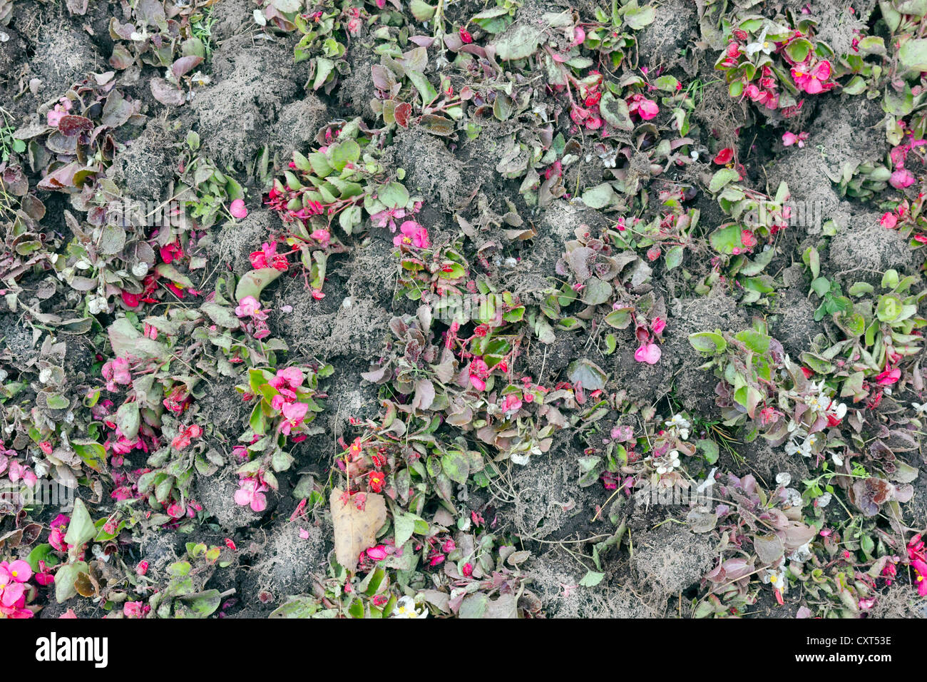 Floral Hintergrund-Herbst Blumen und Erde Heap. Echte Herbst City-Park-Konzept Stockfoto