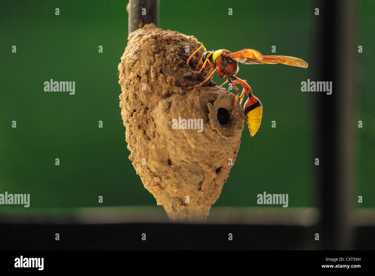 Eine Wespe macht seine Heimat Stockfoto
