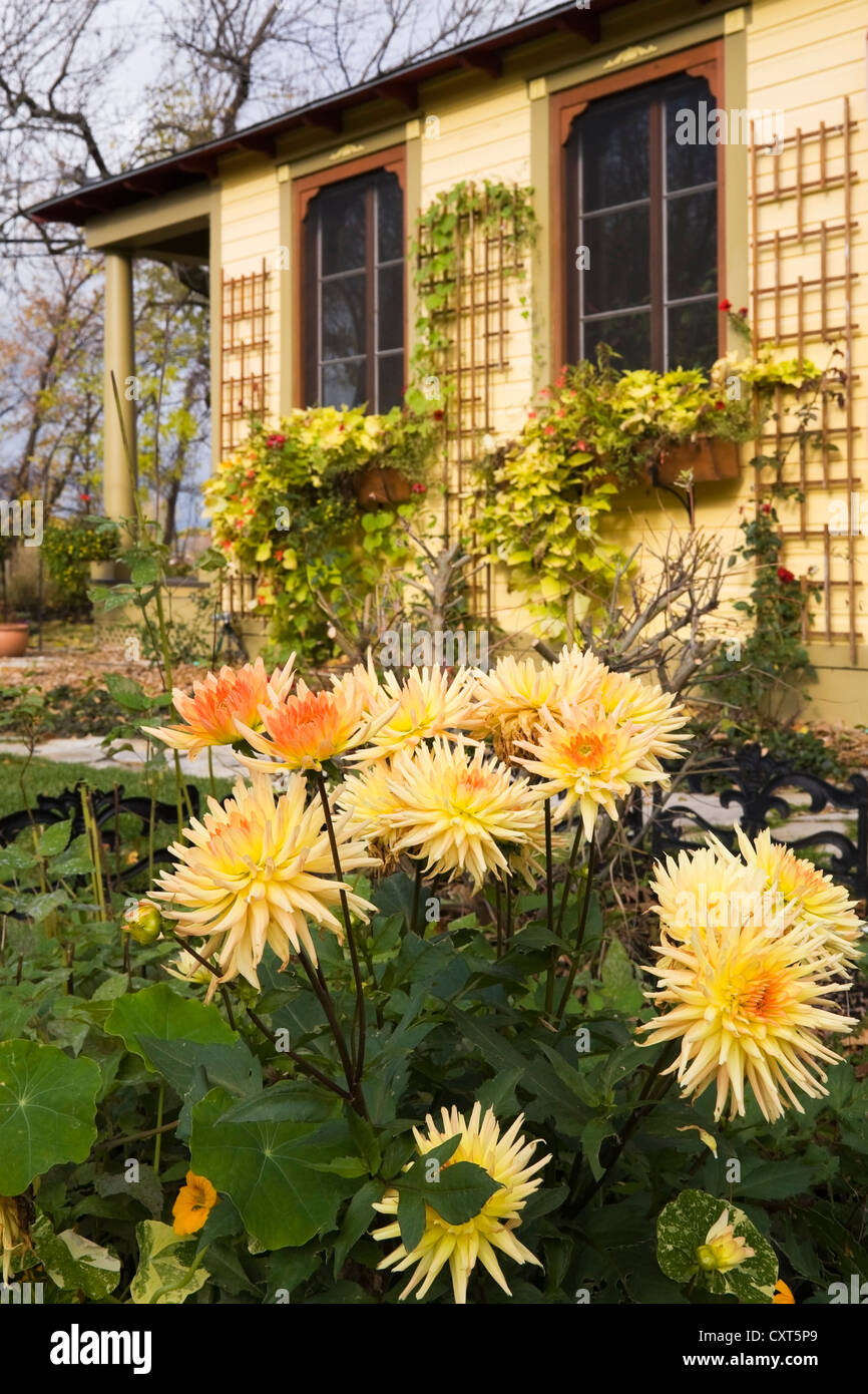 Gelbe Dahlien-Blumen in den Garten eines Hauses wohnen Landhausstil, Quebec, Kanada Stockfoto