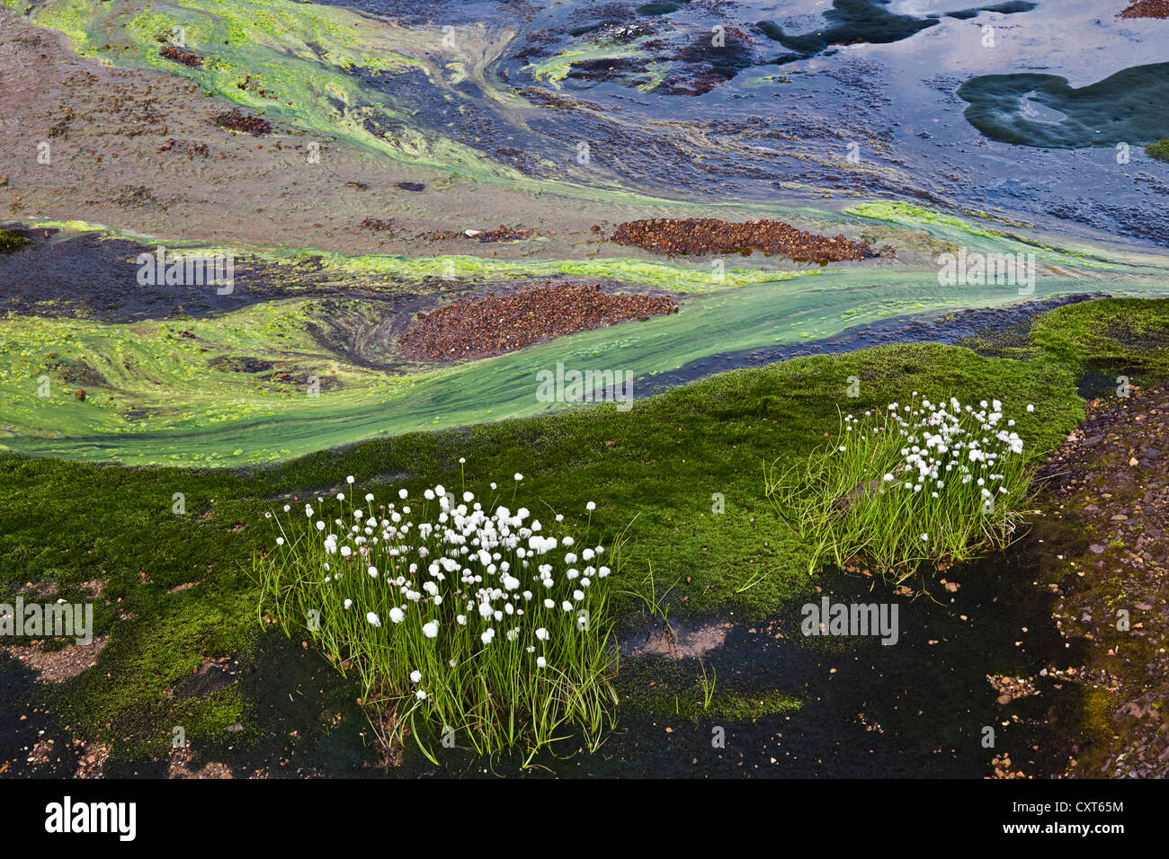 Wollgras (Wollgras SP.), mehrfarbige Strukturen gebildet durch farbige Mineralien, Algen, Boden und Wasser auf der Rückseite Stockfoto