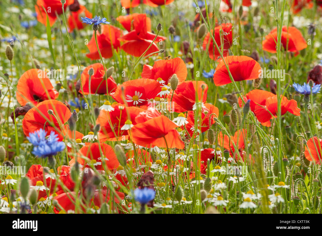 Blumen Wiese mit Mohnblumen (Papaver Rhoeas), Tulling, Bayern, Deutschland, Europa Stockfoto