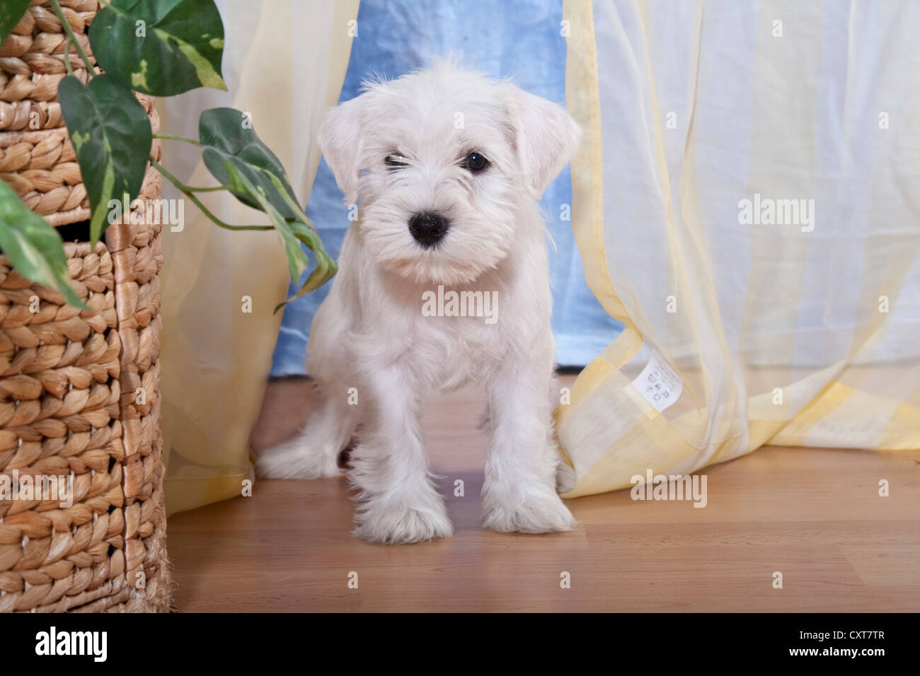 Weiße Zwergschnauzer Welpen sitzen vor einem Vorhang in einer Wohnung Stockfoto