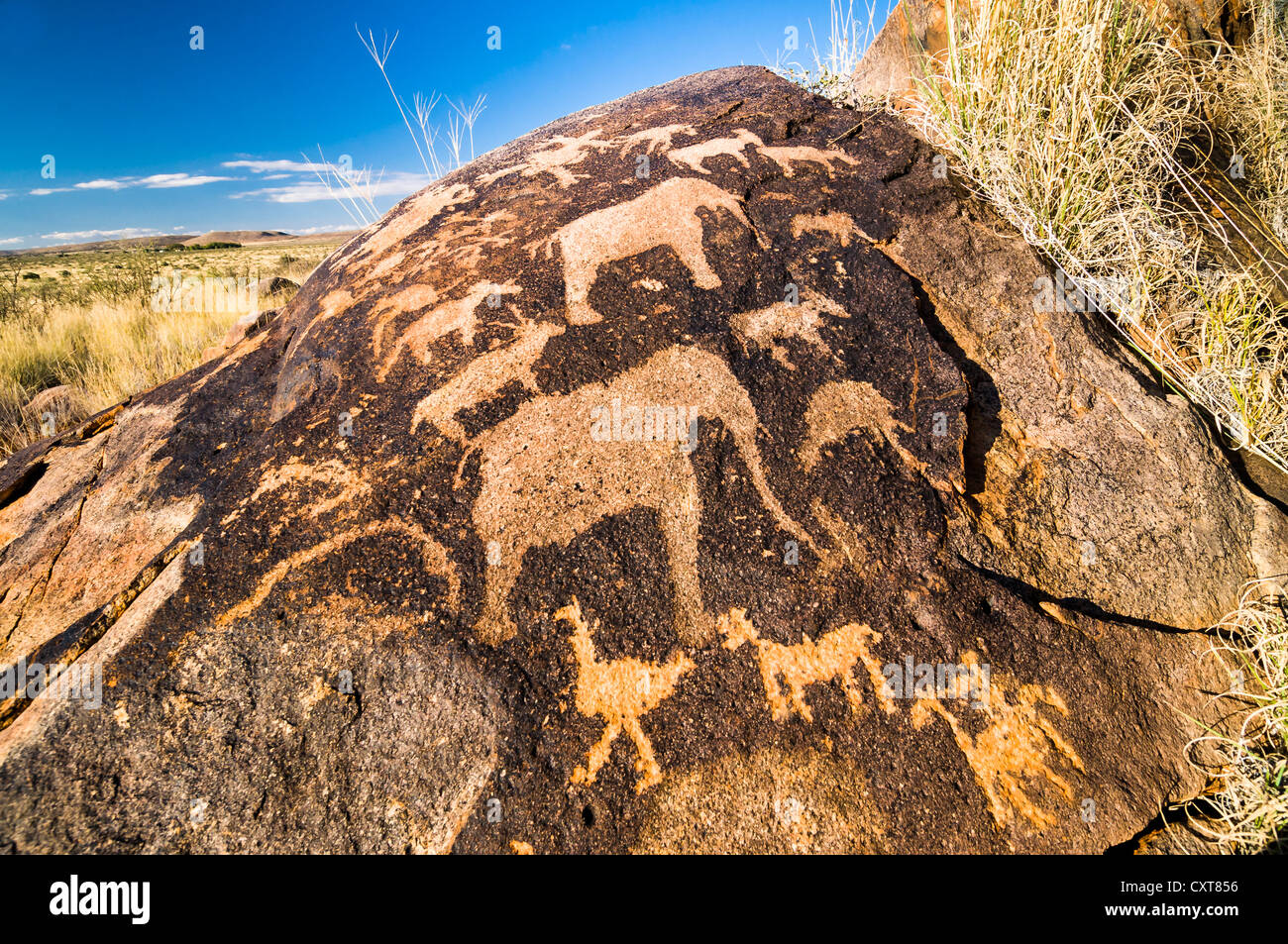 Petroglyphen, Felsgravuren der Buschmänner oder San, Elefanten, in der Nähe von Kenhardt, Northern Cape, Südafrika, Afrika Stockfoto