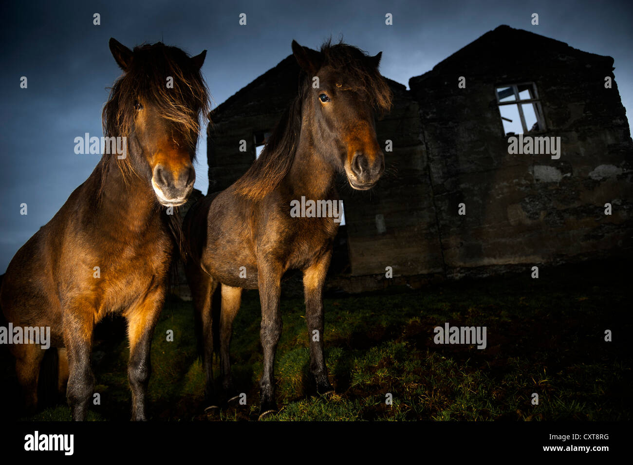 Islandpferde, verlassenen Bauernhof, Südost-Küste, Island, Europa Stockfoto