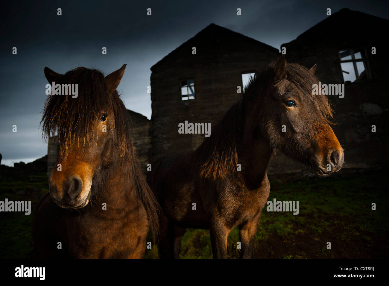 Islandpferde, verlassenen Bauernhof, Südost-Küste, Island, Europa Stockfoto
