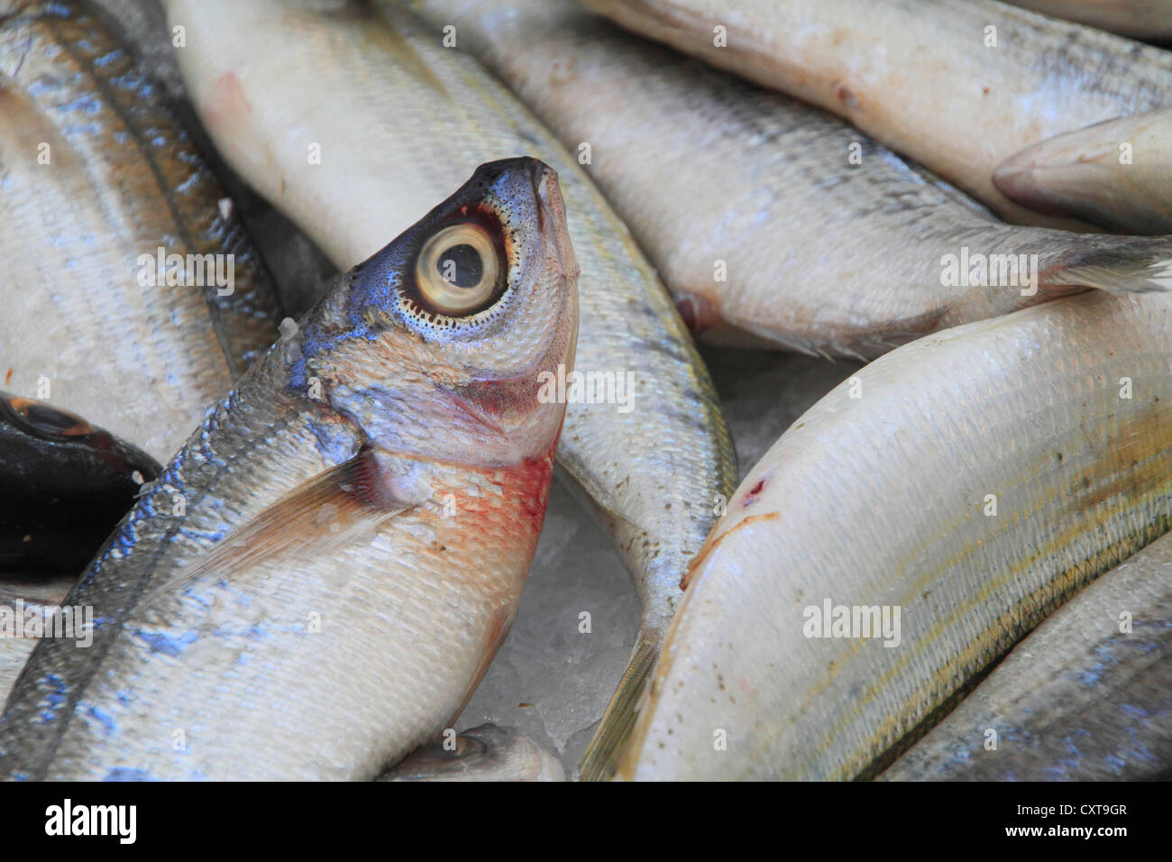 Tote mediterranem Fisch auf Eis, Shop, Marseille, Abteilung der Region Bouches du Rhône, Provence-Alpes-Côte d ' Azur Stockfoto