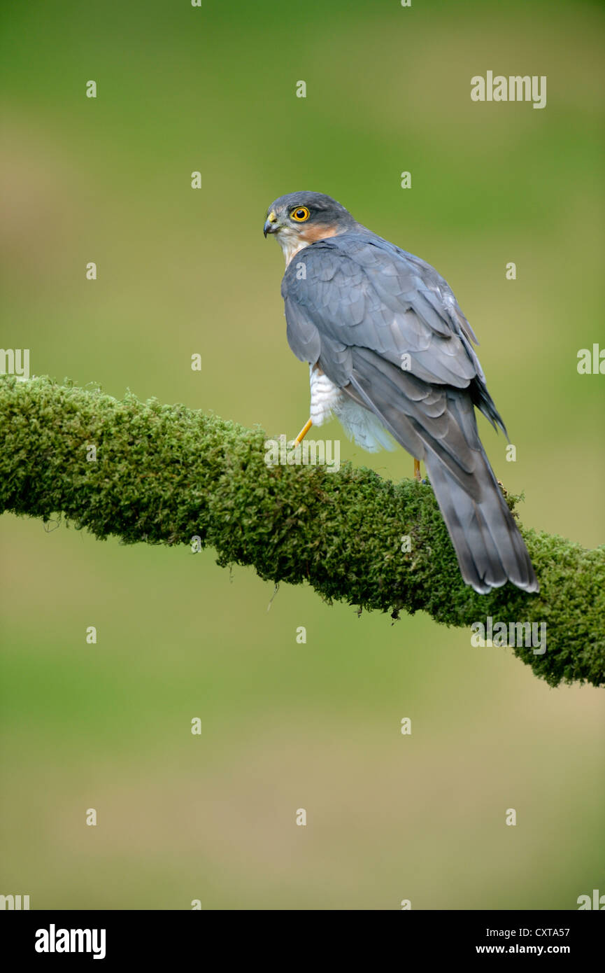Sperber (Accipiter Nisus) Stockfoto