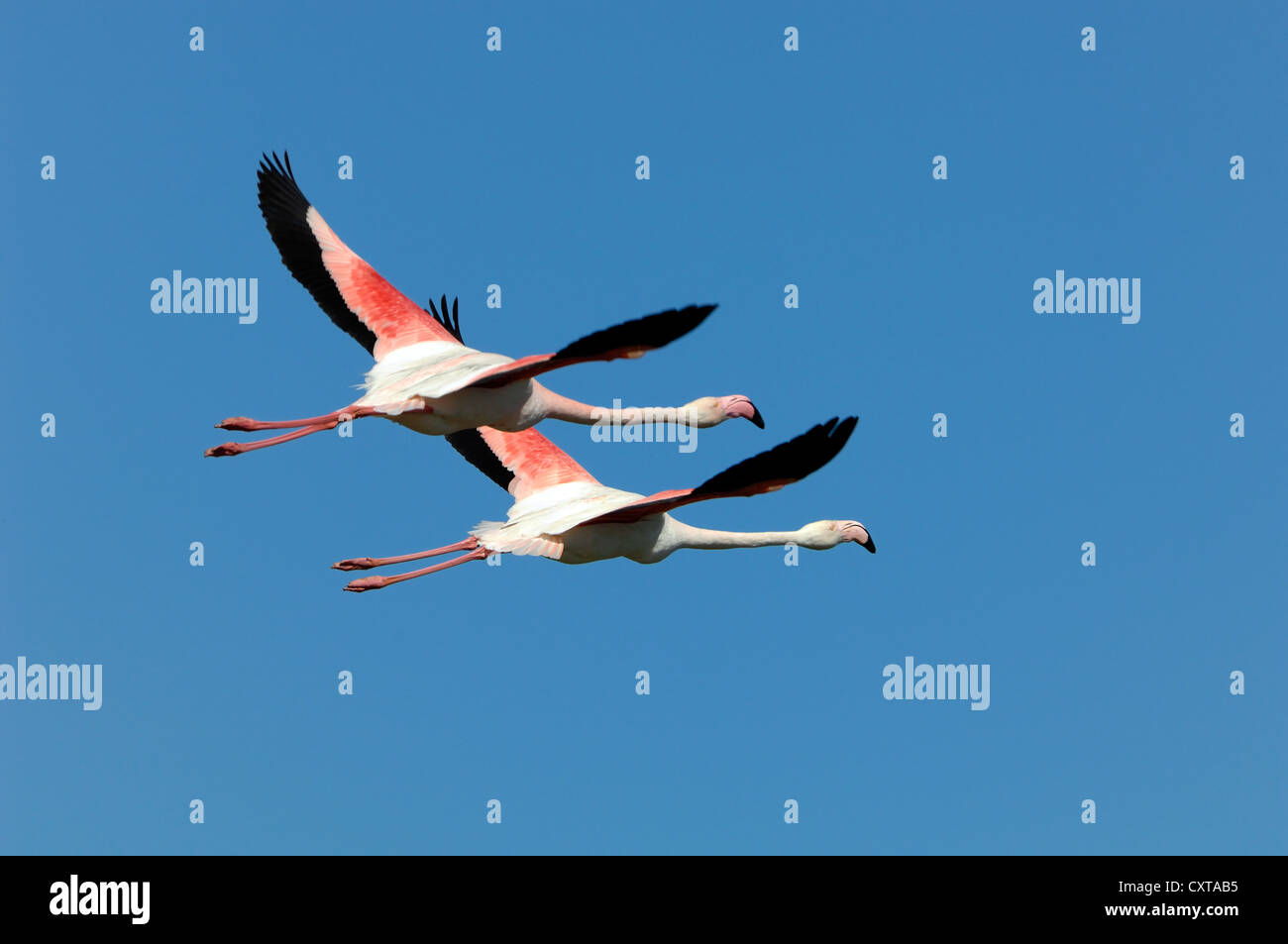 Ein Paar Flamingos oder Flamingos, Phoenicopterus ruber, Flying Overhead Camargue Provence France Stockfoto