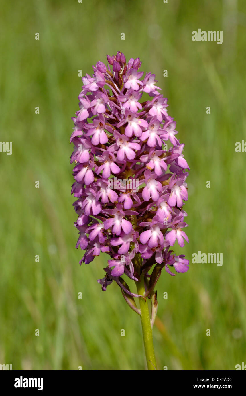 Pyramidenförmige Orchidee Anacamptis Pyramidalis Provence Frankreich Stockfoto