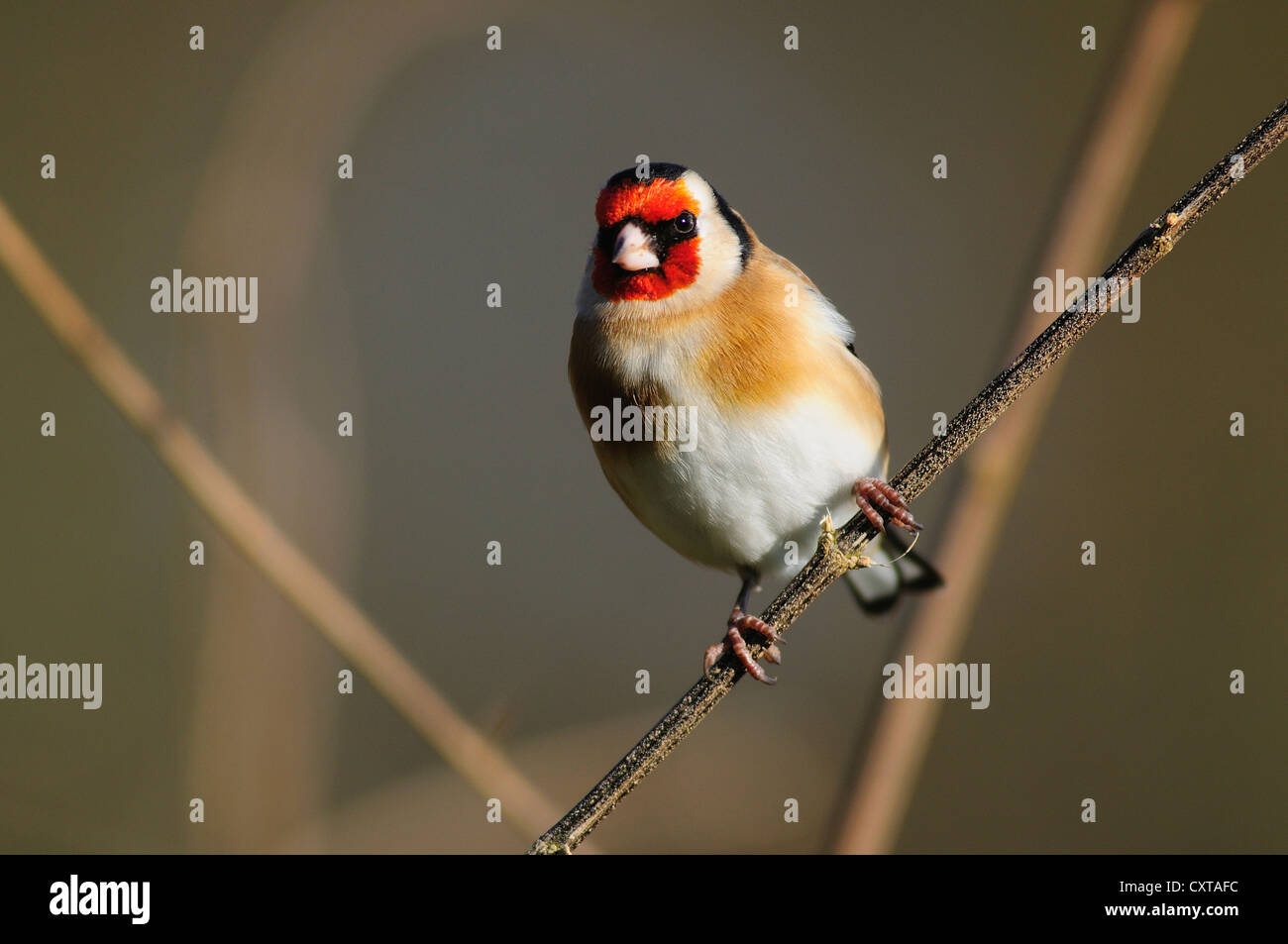 Erwachsenen Stieglitz im Winter. Dorset, UK Januar 2012 Stockfoto