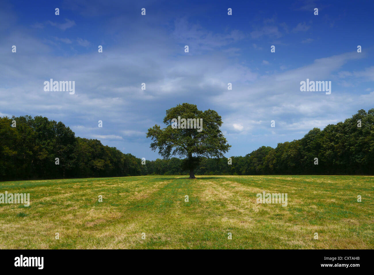 einzigen Baum in einem Feld Stockfoto