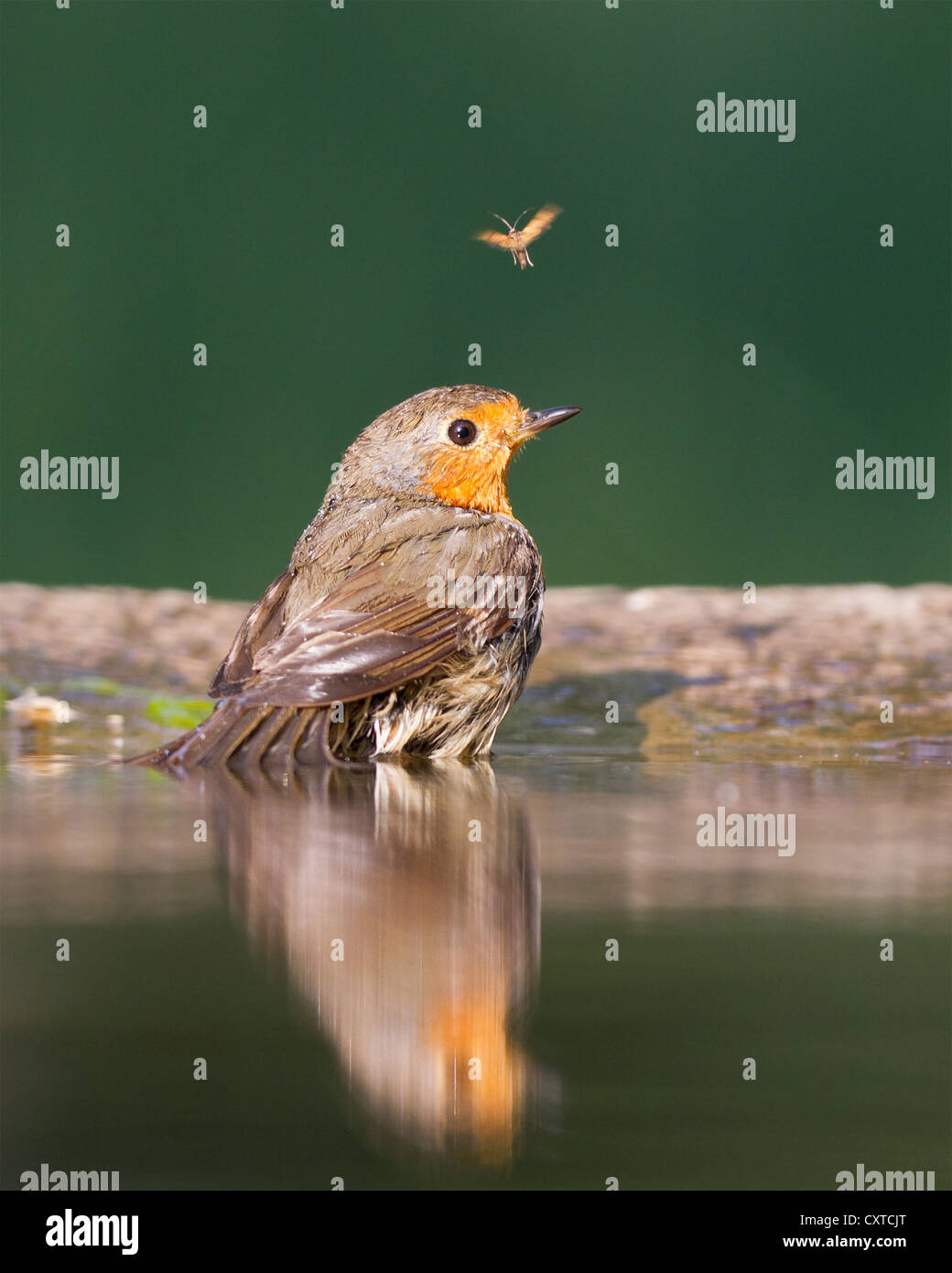 Rotkehlchen (Erithacus Rubecula) Baden in ein Waldschwimmbad mit ein Insekt im Hintergrund Stockfoto