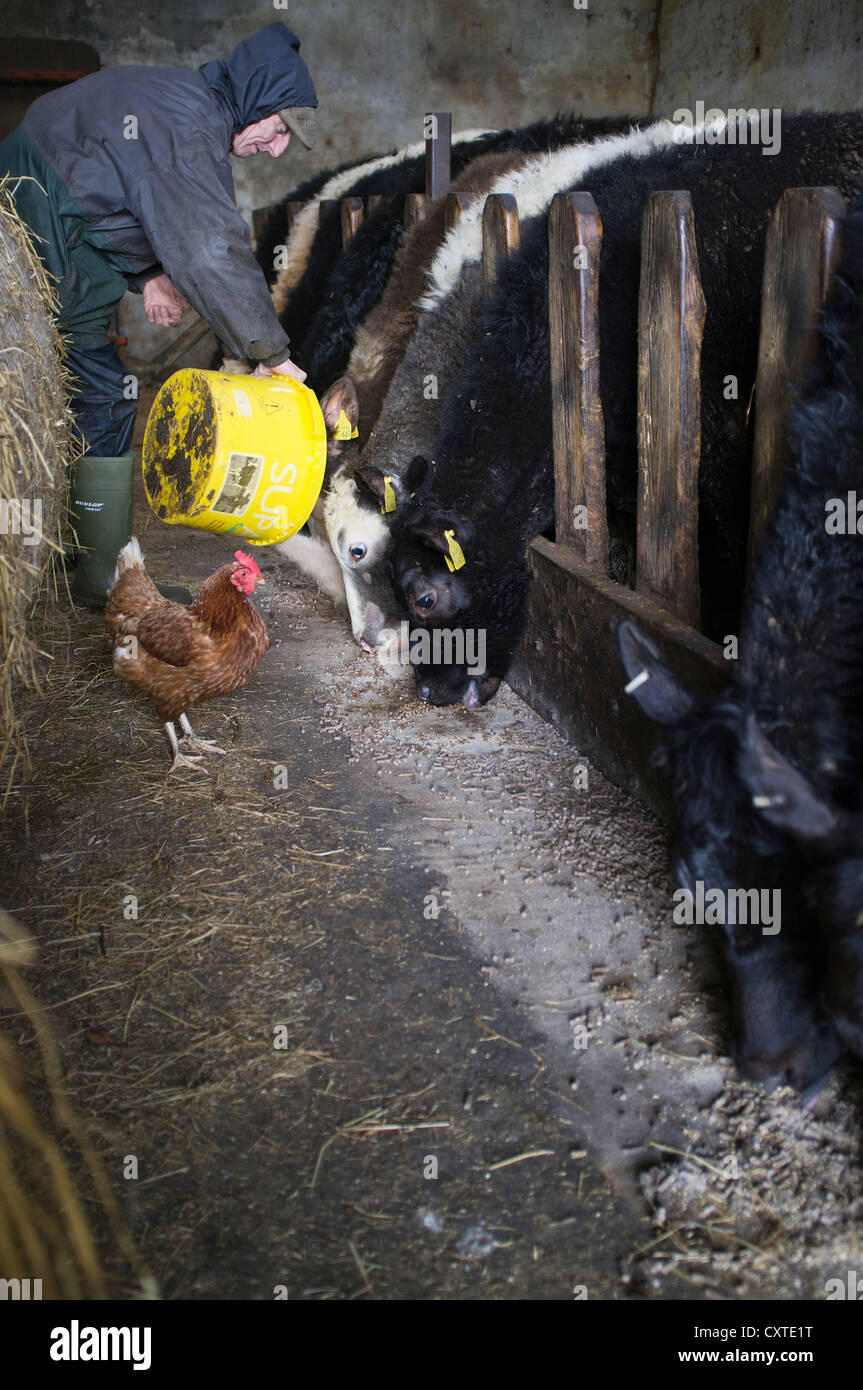 dh Schottland Landwirt Fütterung VON RINDERKÜHEN UK NUTZTIERE Junges Tier in Rinderstall britische Kuhfarm uk Landwirtschaft Mischvieh Mann Schuppen Stockfoto