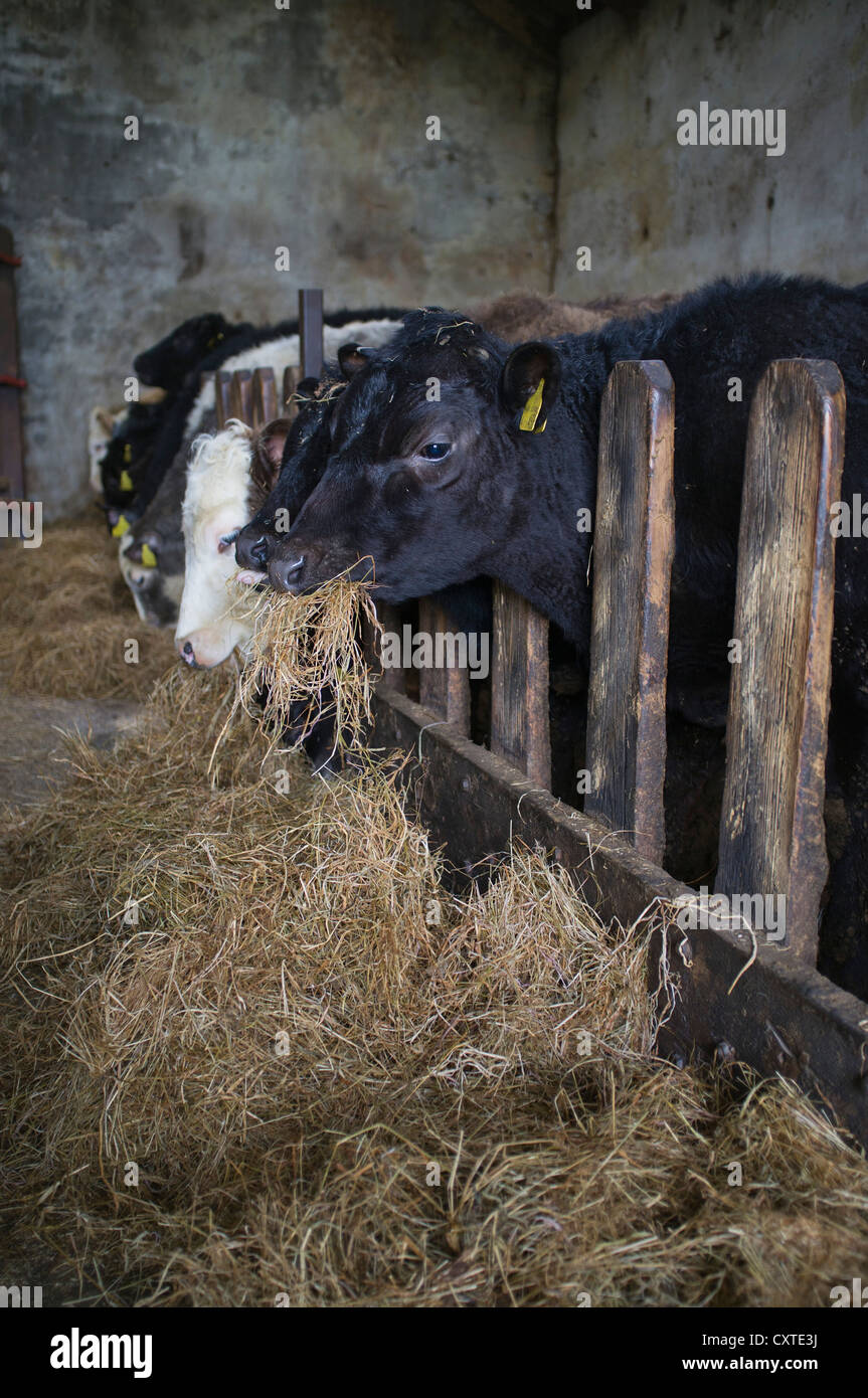 dh BEEF UK Junge Kühe, die auf Silage-Heu-Rindern füttern, halten Tiere auf dem Bauernhof im schottischen Kuhstall Stockfoto