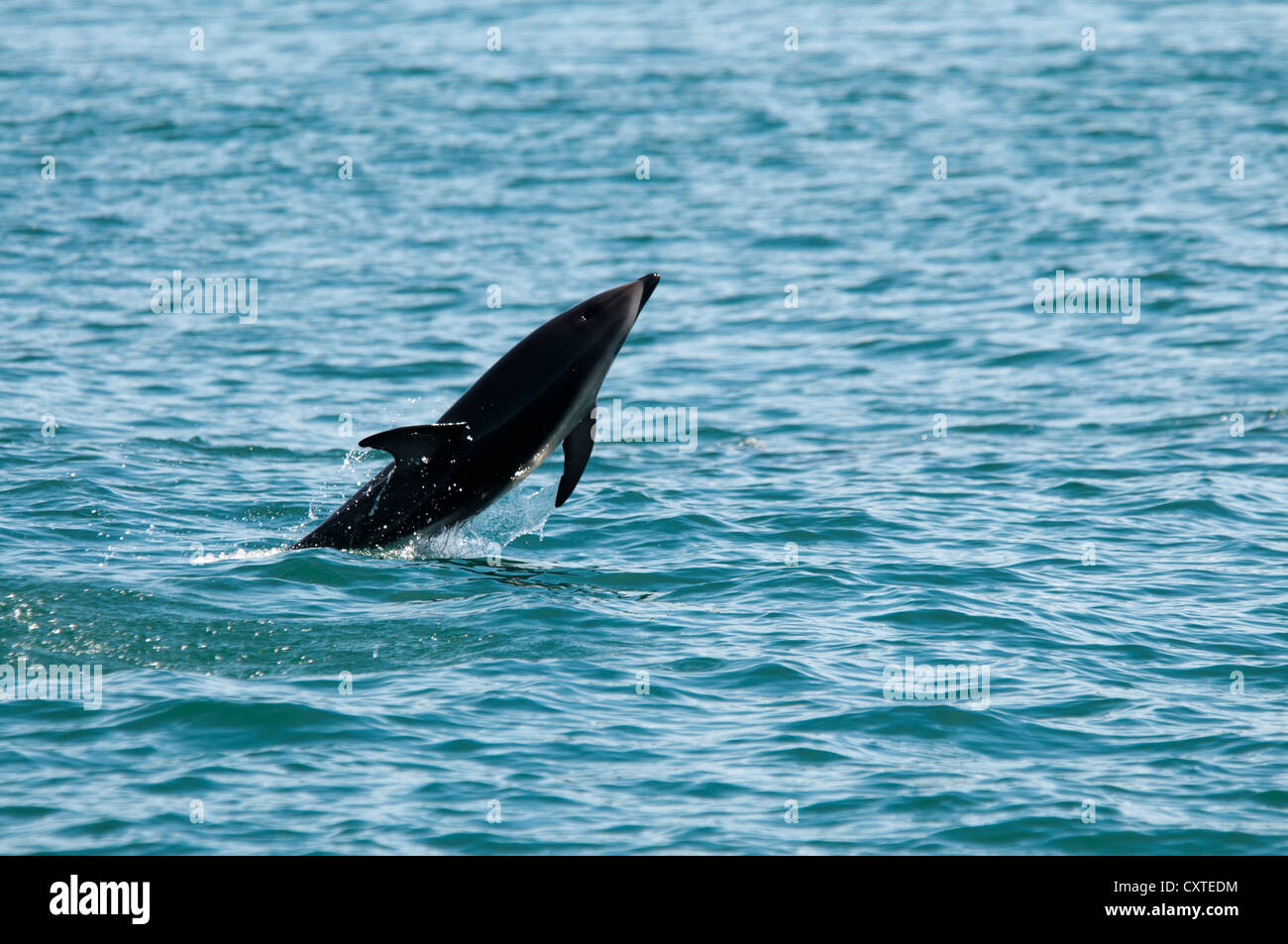 Dusky Dolphin im Pazifischen Ozean in der Nähe von Kaikoura in Neuseeland aus dem Boden schießen.  Schwarzdelfine springen Bei Kaikoura aus Dem Pazifik Stockfoto