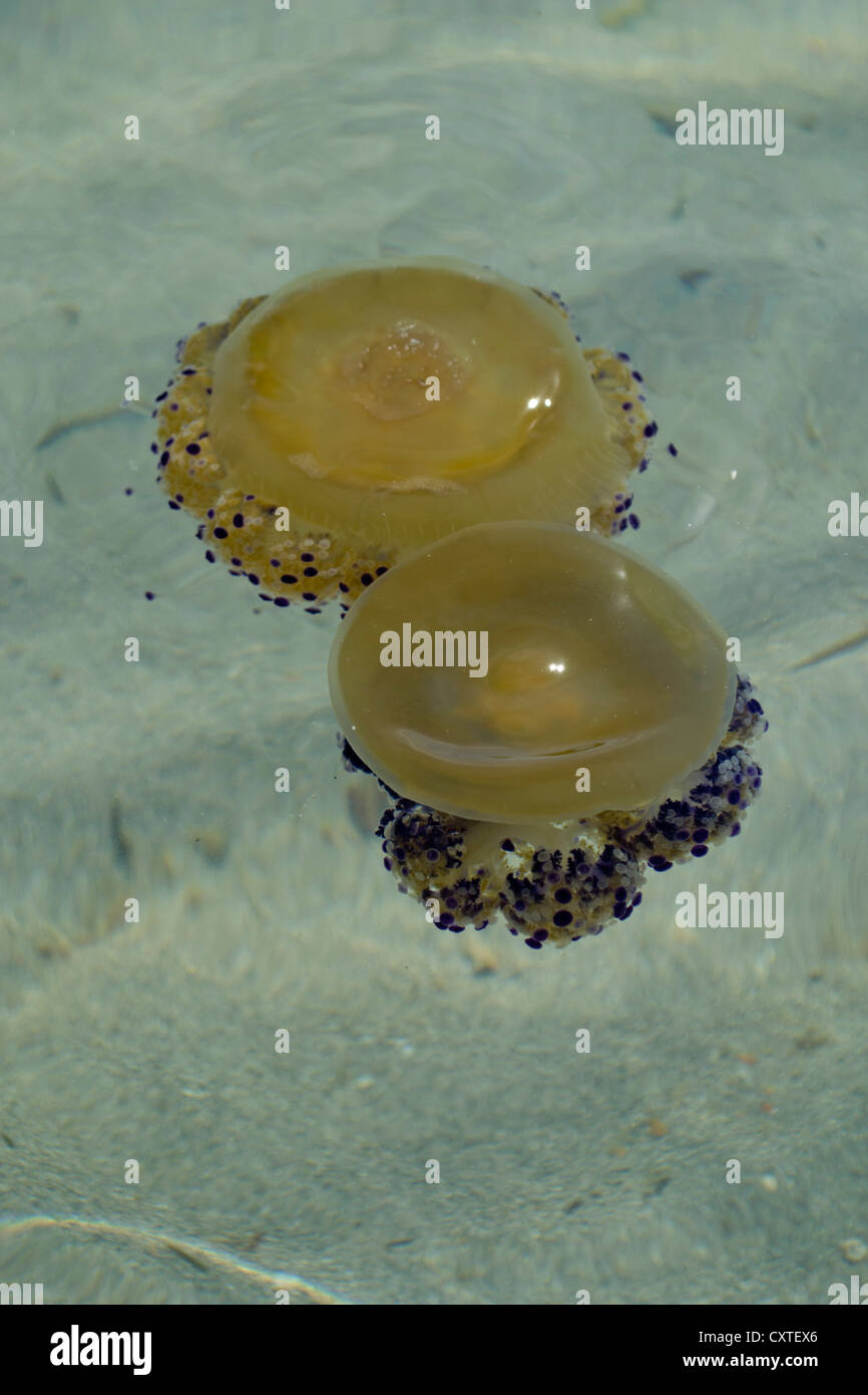 Paar von Mittelmeer Quallen im Mar Menor, Costa Calida, Süd-Ost-Spanien, Europa Stockfoto