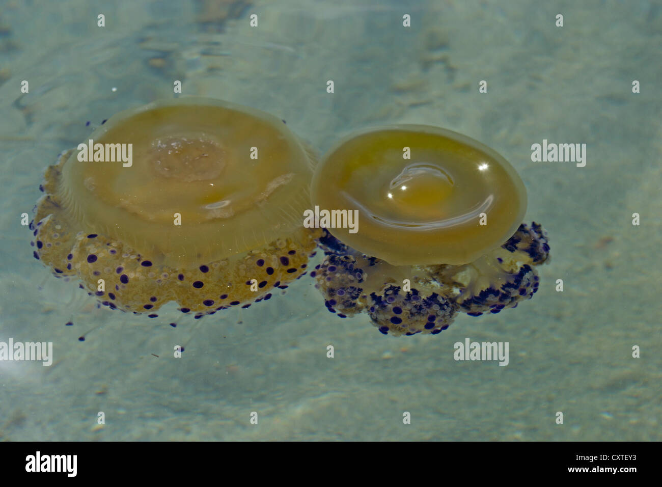 Paar von Mittelmeer Quallen im Mar Menor, Costa Calida, Süd-Ost-Spanien, Europa Stockfoto