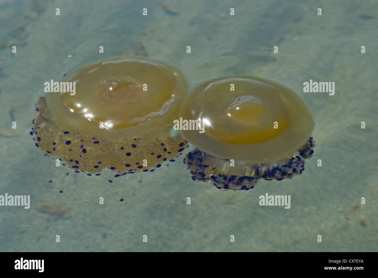 Paar von Mittelmeer Quallen im Mar Menor, Costa Calida, Süd-Ost-Spanien, Europa Stockfoto