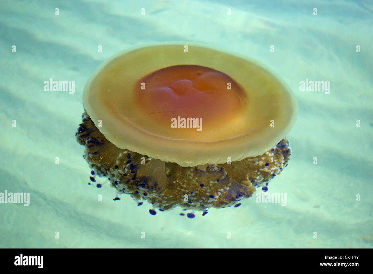 Einzigen Mittelmeer Quallen im Mar Menor, Costa Calida, Süd-Ost-Spanien, Europa Stockfoto