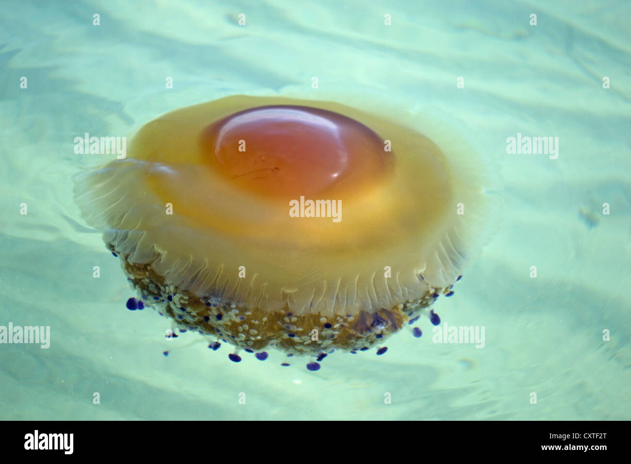 Einzigen Mittelmeer Quallen im Mar Menor, Costa Calida, Süd-Ost-Spanien, Europa Stockfoto