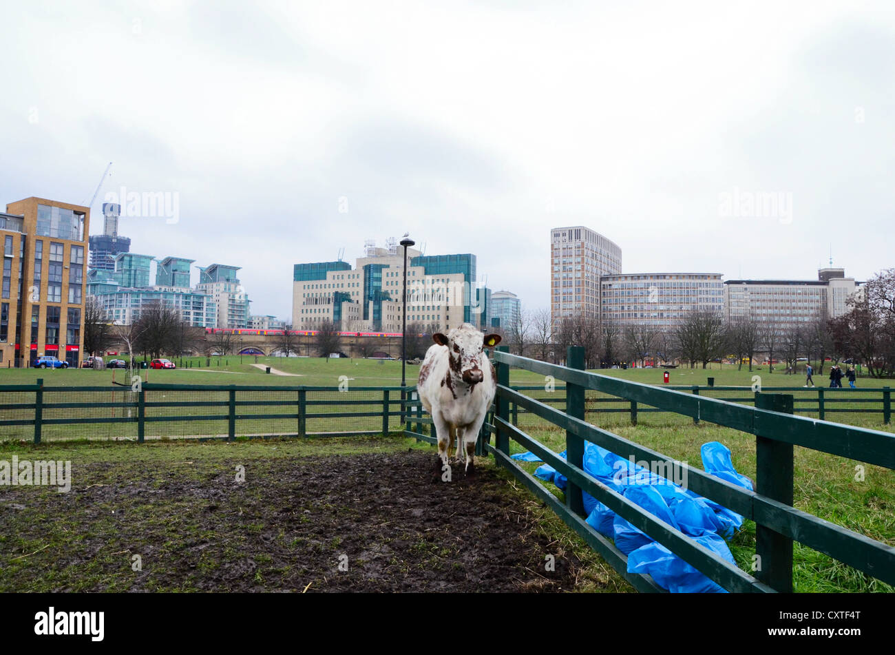 Vauxhall Stadtfarm, Kuh mit MI6 Gebäude im Hintergrund. Stockfoto