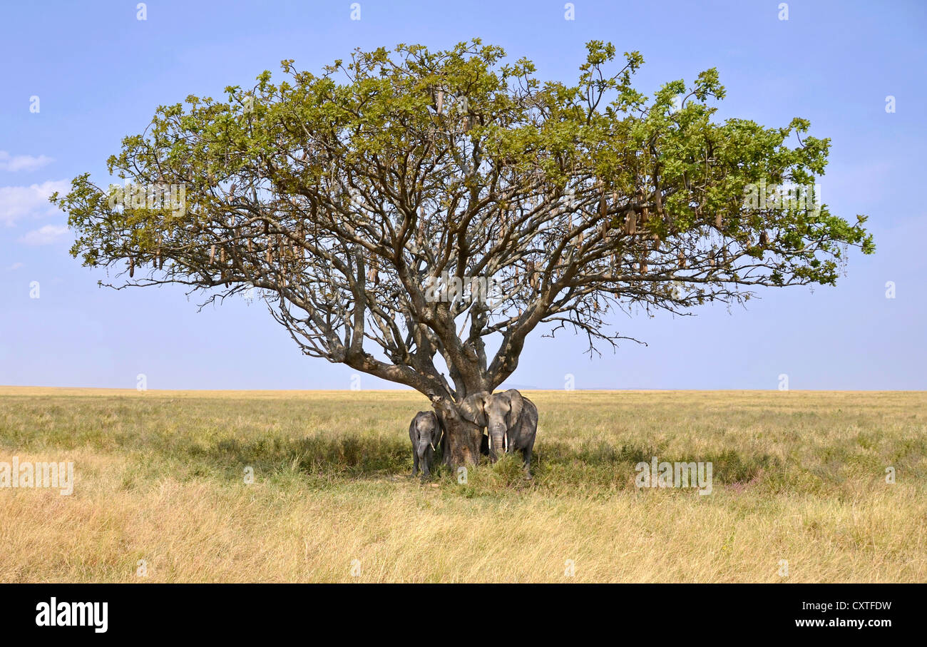 Familie von Elefanten, die versteckt im Schatten von Acacia Tree auf Safari in der Serengeti National Park Stockfoto