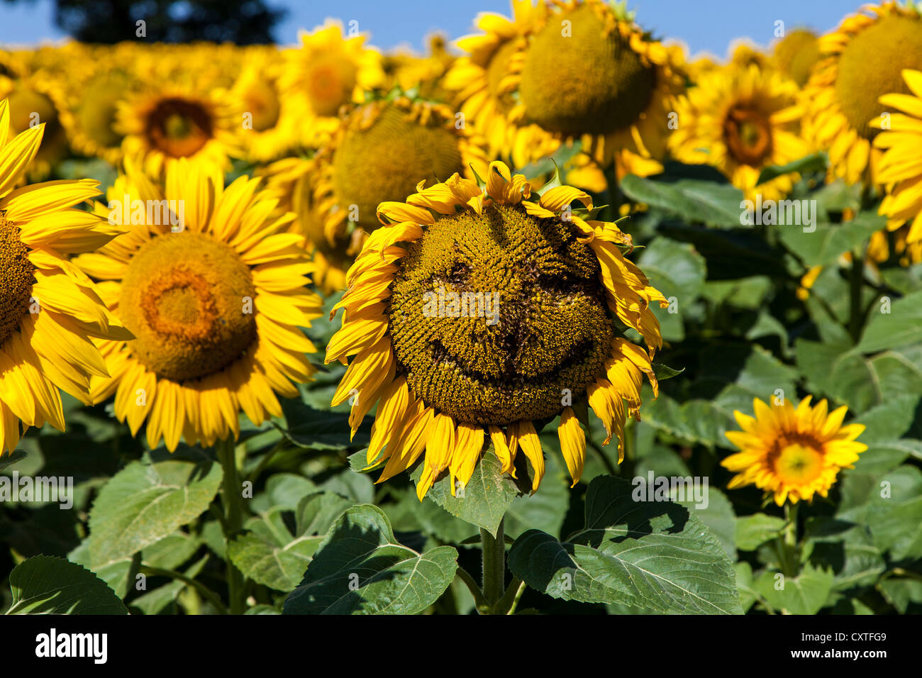Sonnenblume mit Smiley-Gesicht gezeichnet auf sie in der Gers, Gascogne, Frankreich Stockfoto