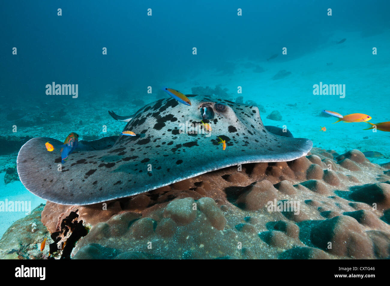 Blackspotted Stingray am Cleaning Station, Taeniura Meyeni, Indischer Ozean, Malediven Stockfoto