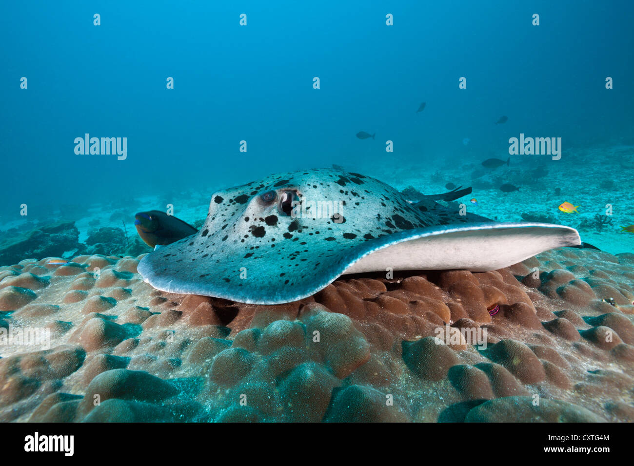 Blackspotted Stingray, Taeniura Meyeni, Indischer Ozean, Malediven Stockfoto