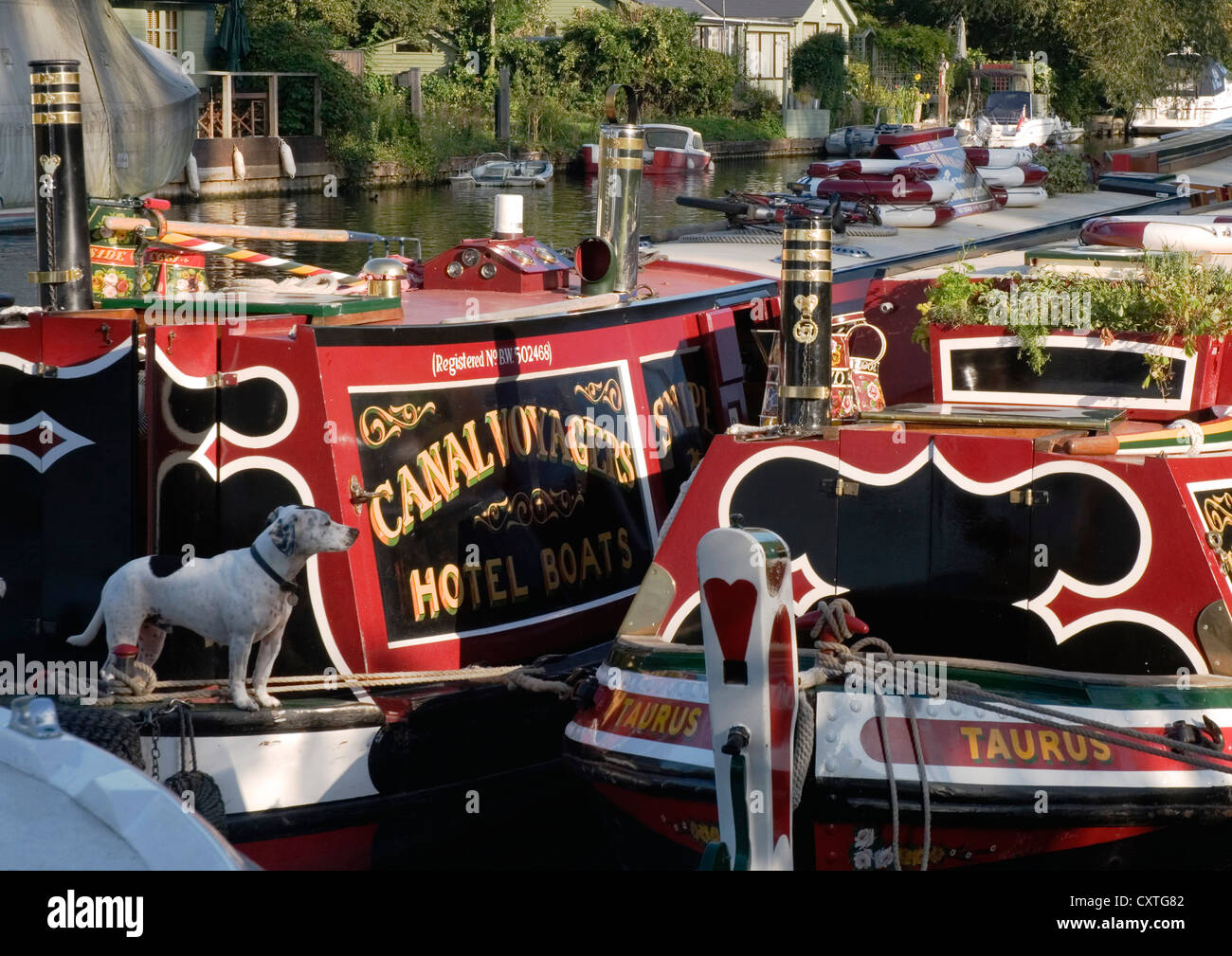 Themse - festgemachten schmale Boote - gemalt hell - traditionell - Sonnenlicht - Hündchen "auf Watch" Stockfoto