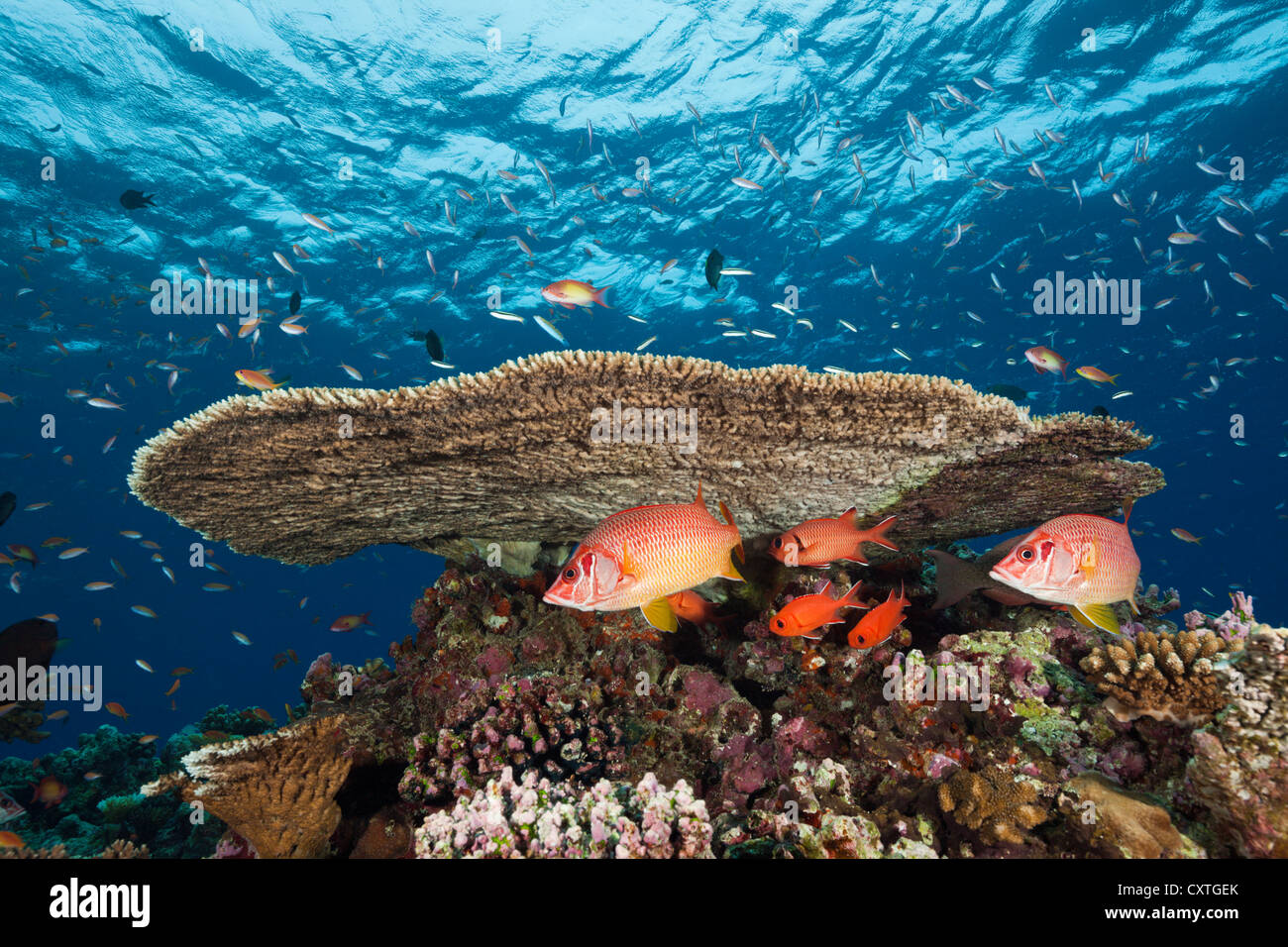 Longjawed Squirrelfish unter Tabe Coral, Sargocentron Spiniferum, Thaa Atoll, Malediven Stockfoto